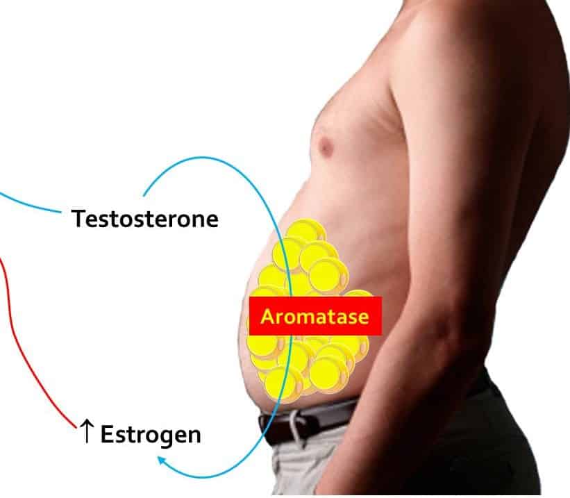 Estrogens In Men 